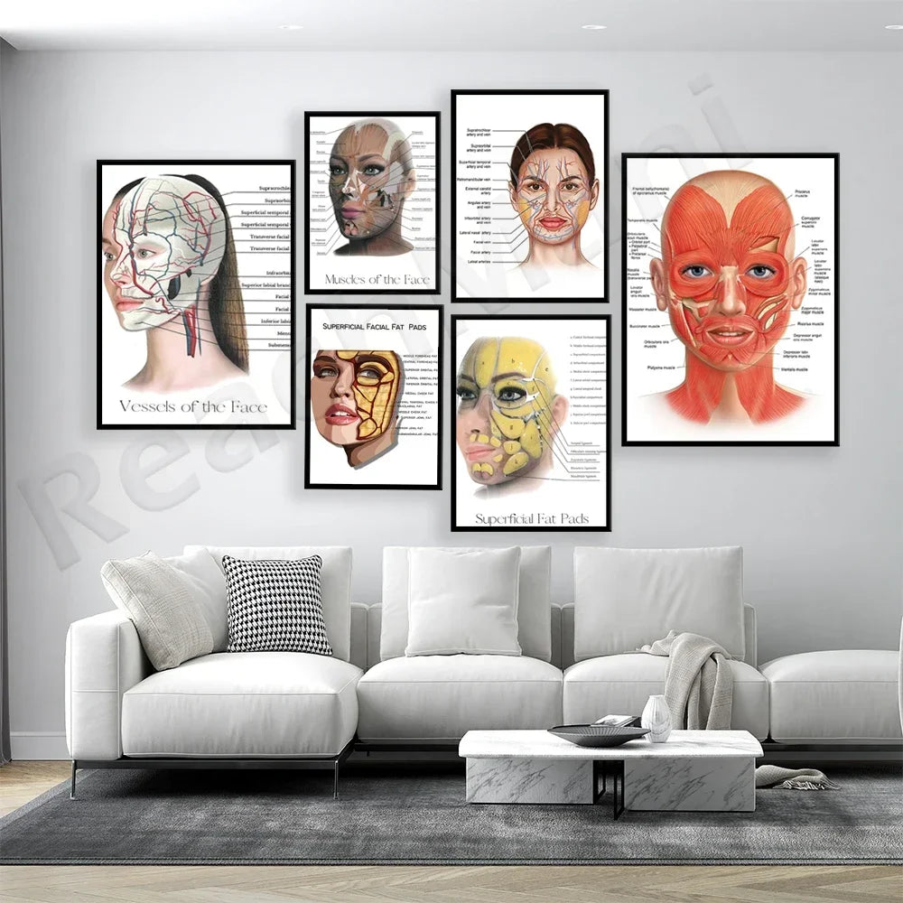 Beauty Syringe Female Facial Anatomy and Physiology Muscle Vascular and Fat Pad Dermal Filler and Botox Salon Poster